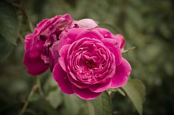 صور ورد جوري Damask Rose Pictures - صور ورد وزهور Rose Flower images